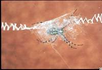 spider 2.jpg